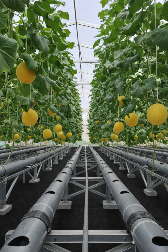 Sistem Hidroponik Melon di Greenhouse Modern