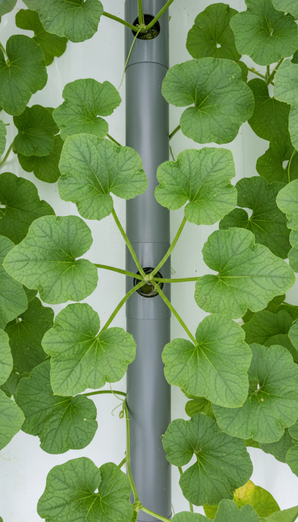 NFT Hydroponic System